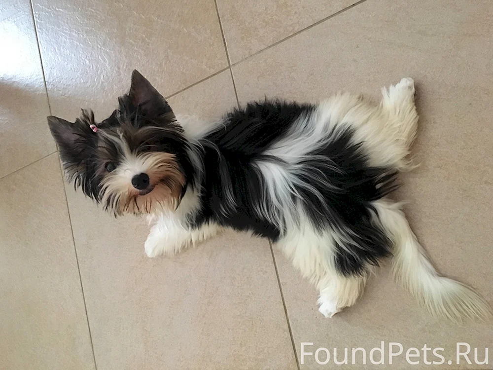Yorkshire Terrier