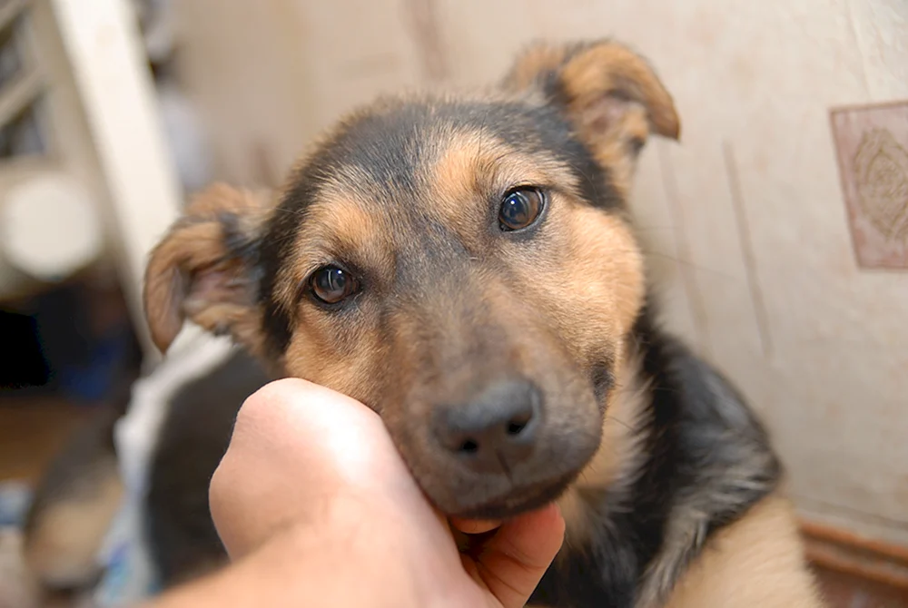 Rasse des Dabbler-Hundes
