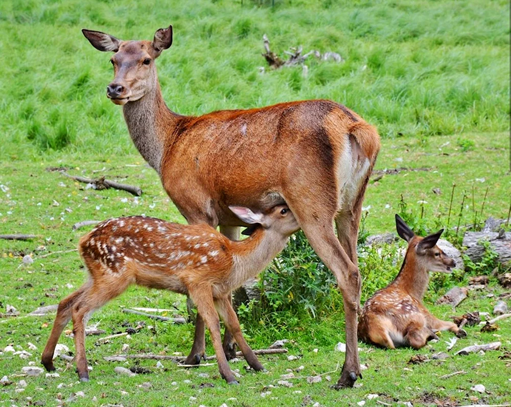 Bartwild weiblich
