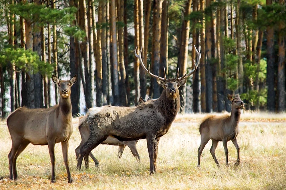 Europäisches Reh capreolus capreolus