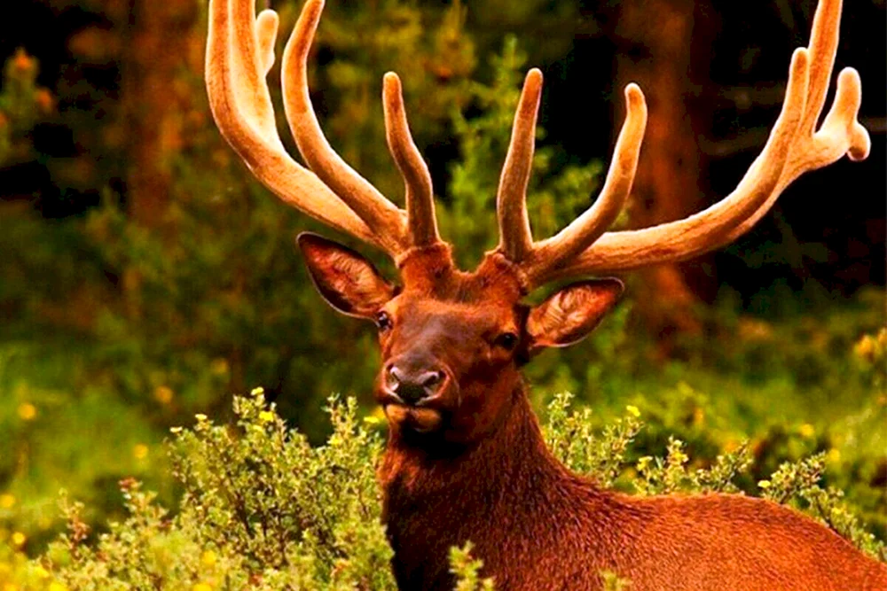 Marals Altai