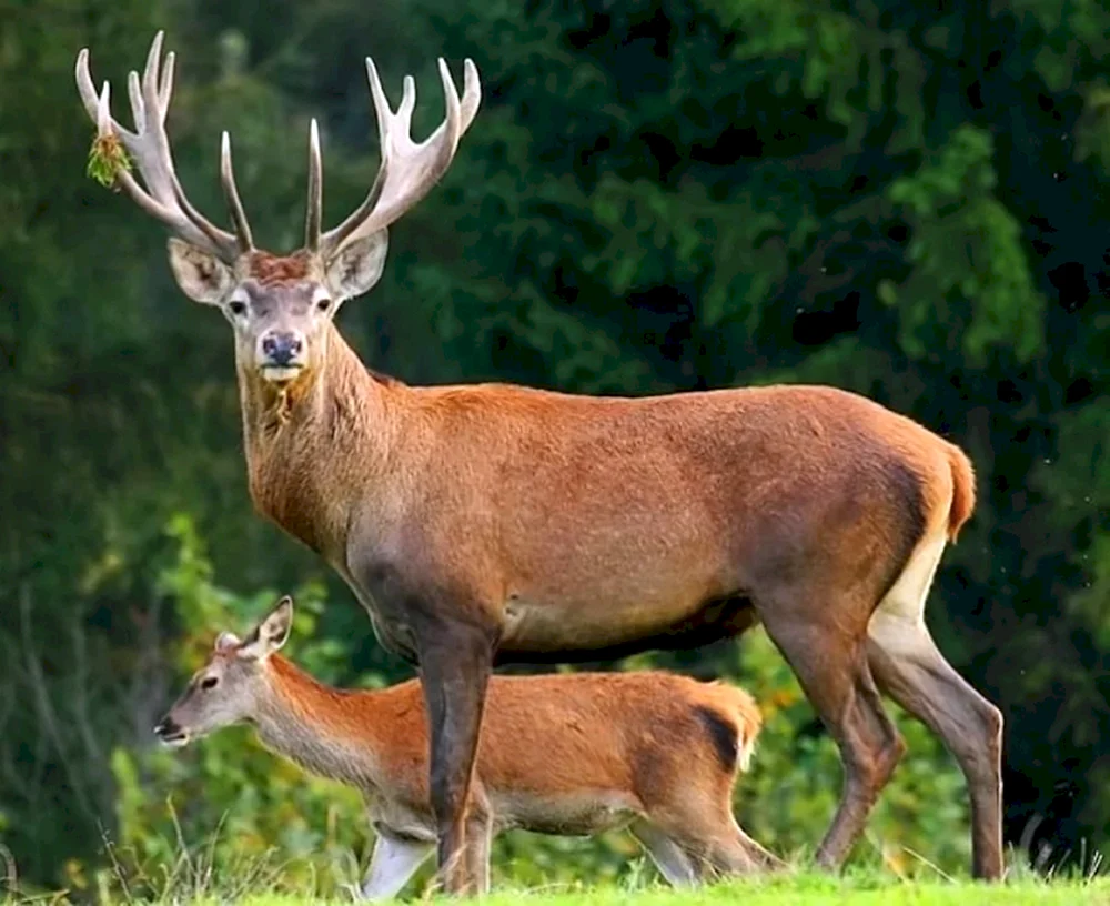 Marals Altai Region MaralhirschMaralhirschMaralhirschMaralhirschMaralhirschMaralhirschMaralhirschMaralhirschMaralhirschMaralhirschMaralhirschMaralhirschMaralhirschMaralhirschMaralhirschMaralhirschMaralhirschMaralhirschMaralhirschMaralhirschMaralhirschMaralhirschMaralhirschMaralhirschMaralhirsch Maraler Rothirsch