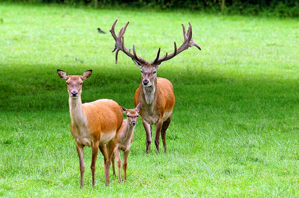 Beaglehirsch Maral-Moschushirsch