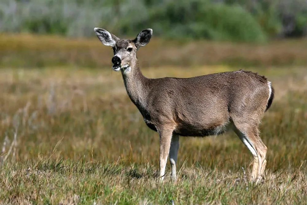 Beaglehirsch weiblich