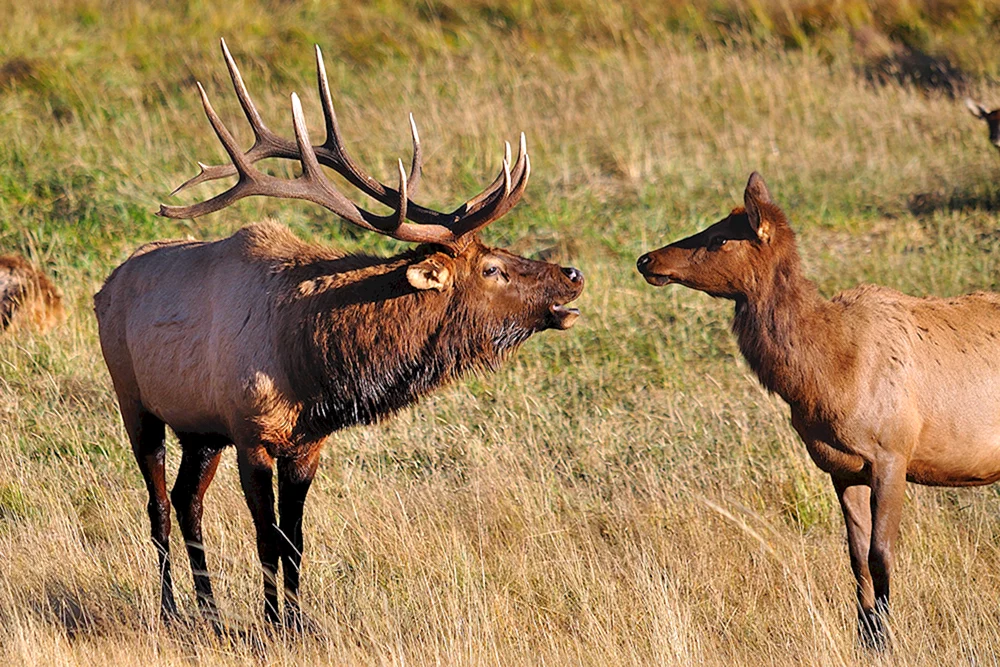 Bartwild Wapiti