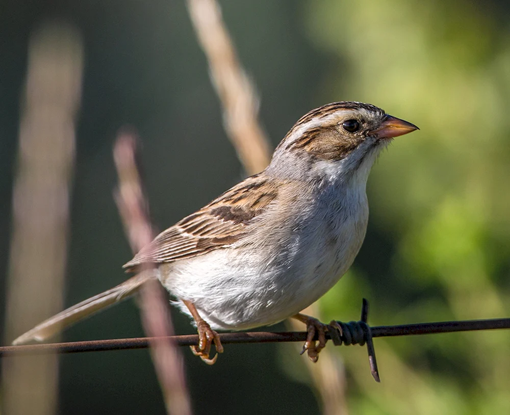 Sperlingsvögel
