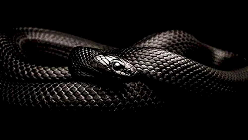 Schwarze Mamba Schlange