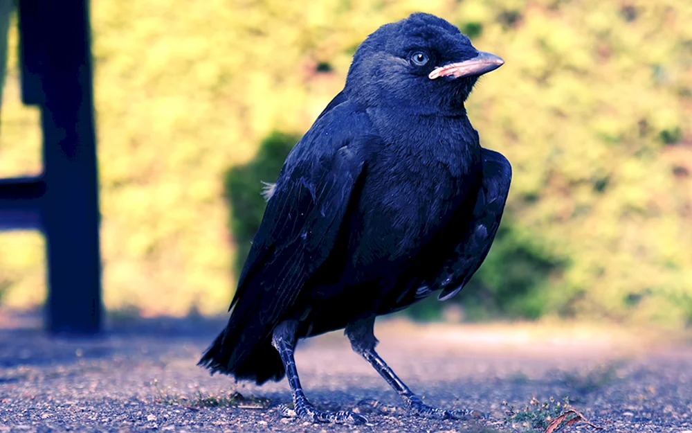 Amsel Vogel