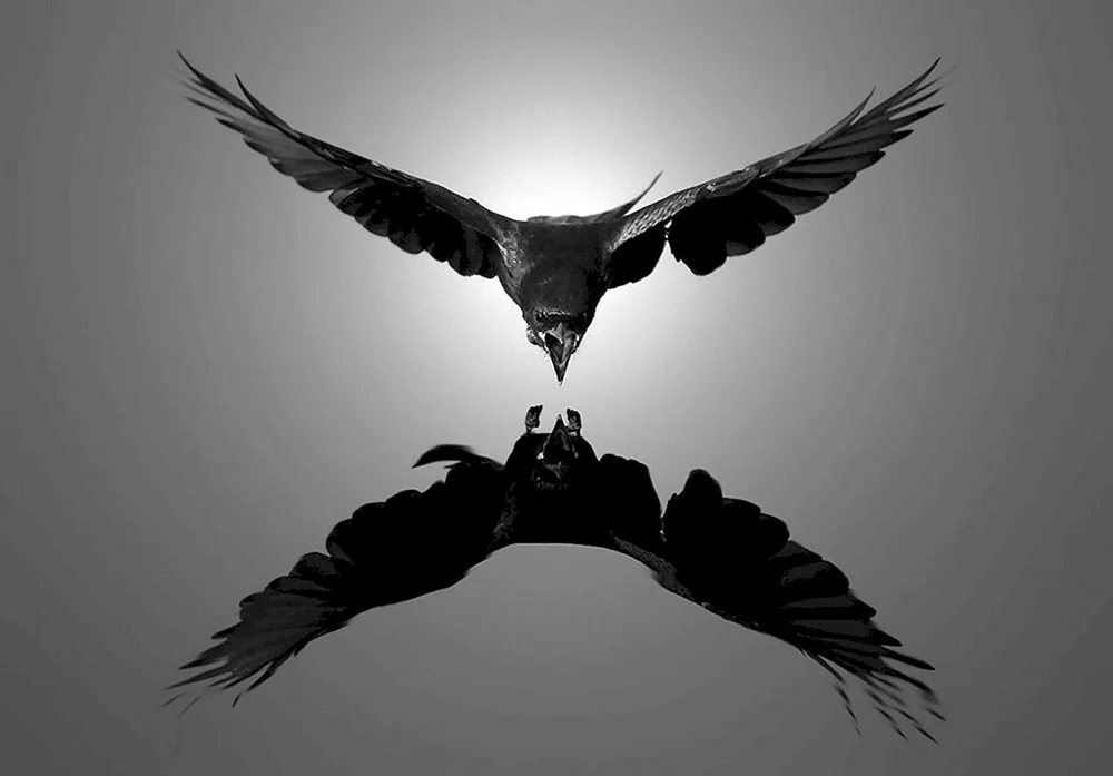 Amsel