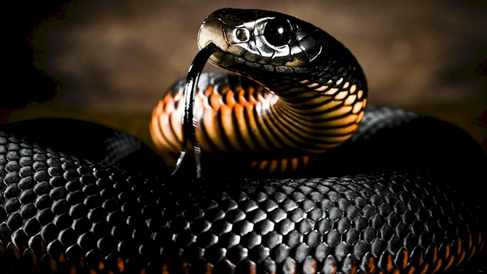 Schwarze Mascia schwarze Schlange