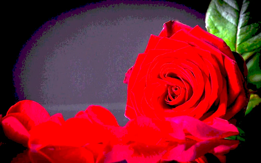 Schwarze Rose Rote Rose