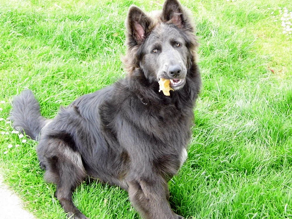 Blauer Bay-Schäferhund Schaefferd