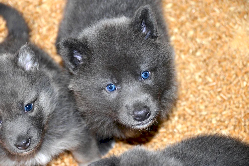 Checkered German Shepherd puppy