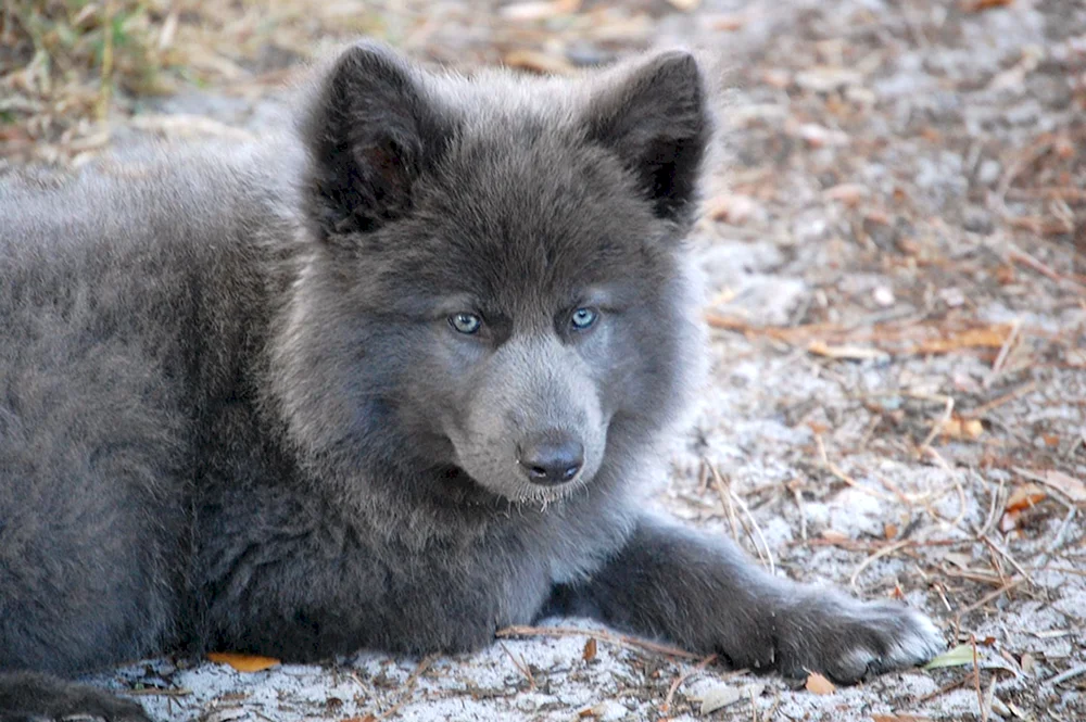Blauer Bay Shepherd
