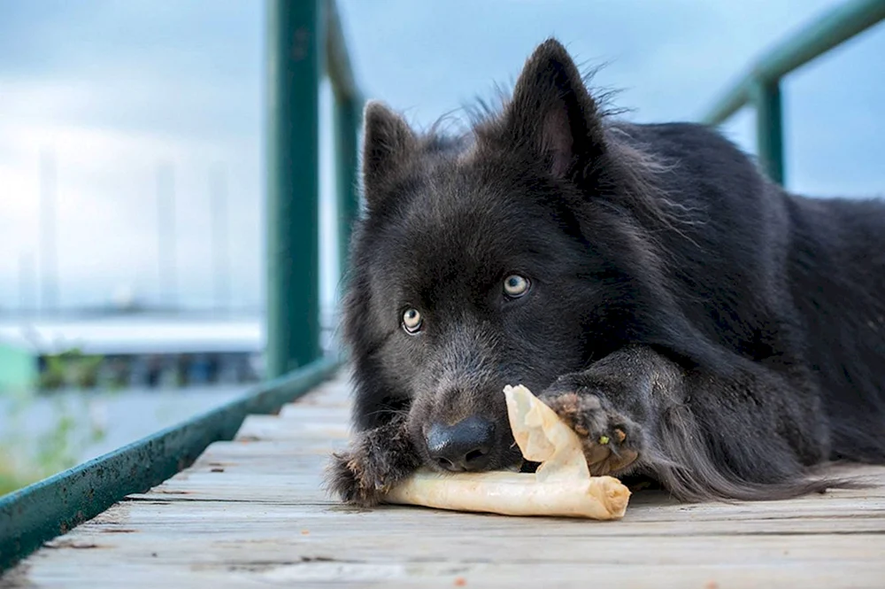 Blauäugiger Deutscher Schäferhund.