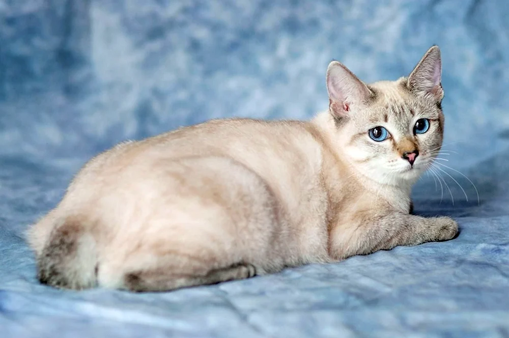 Blue Tabby Point Thai Tabby Point