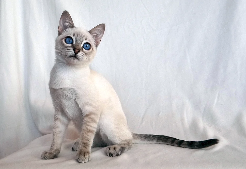 Sil tabby Punkt Thai