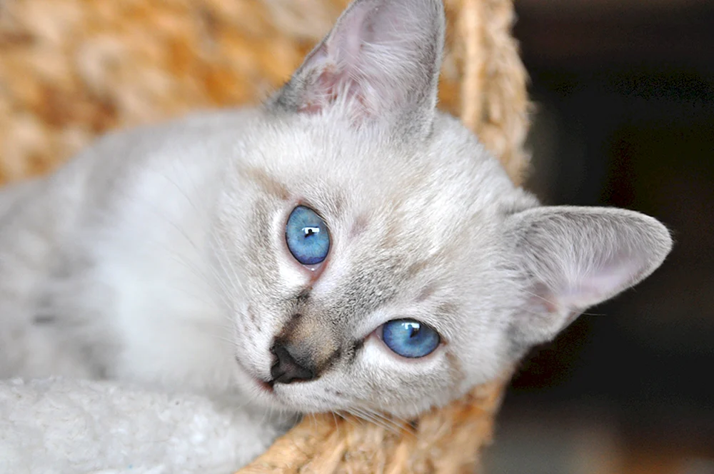 Blau tabby Punkt Thai