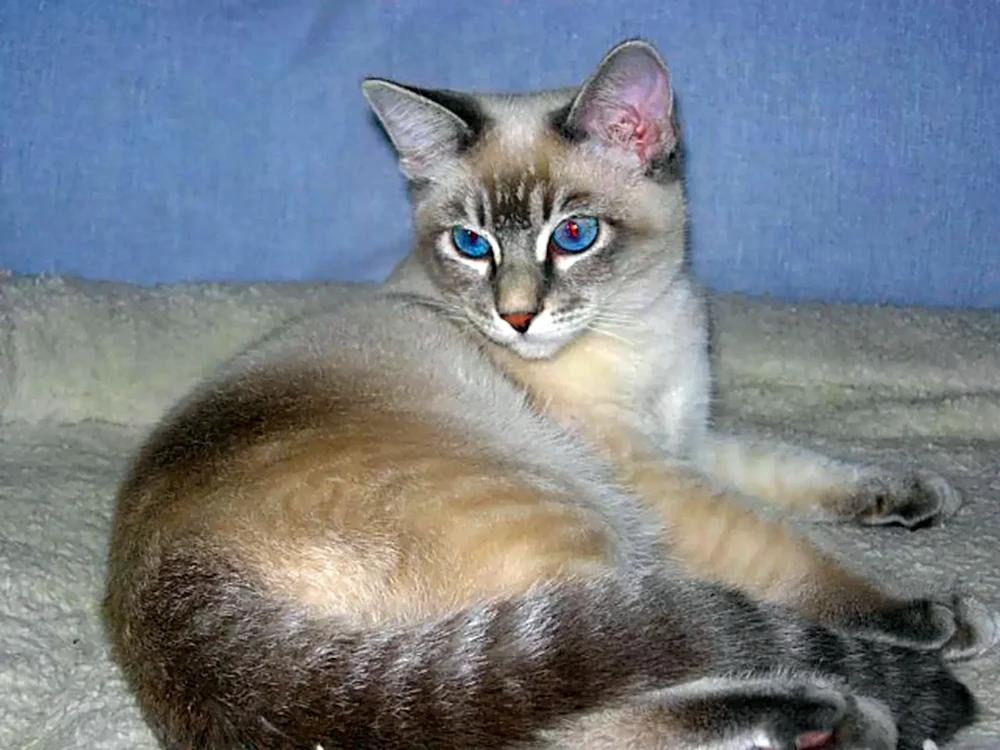 Siamkatze gemischt mit britischer Katze