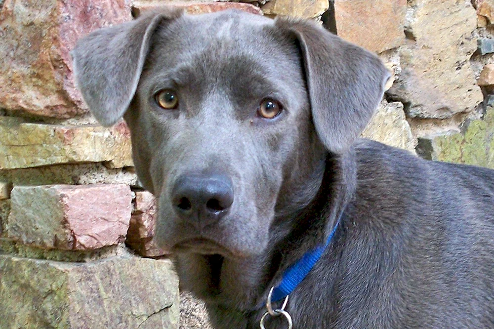 Weimaraner Jagdhund