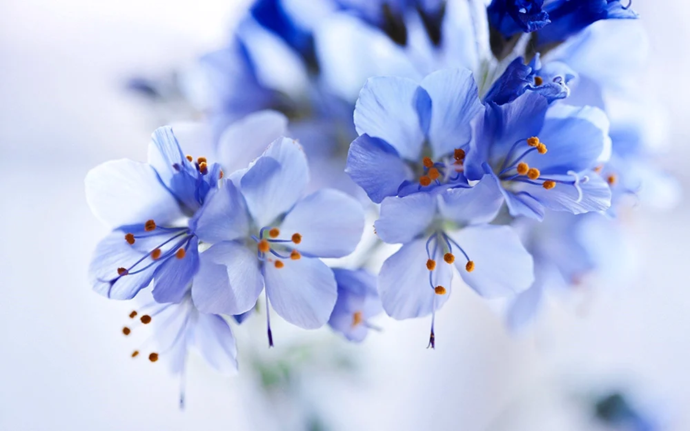 Frühlingsblumen Blumen