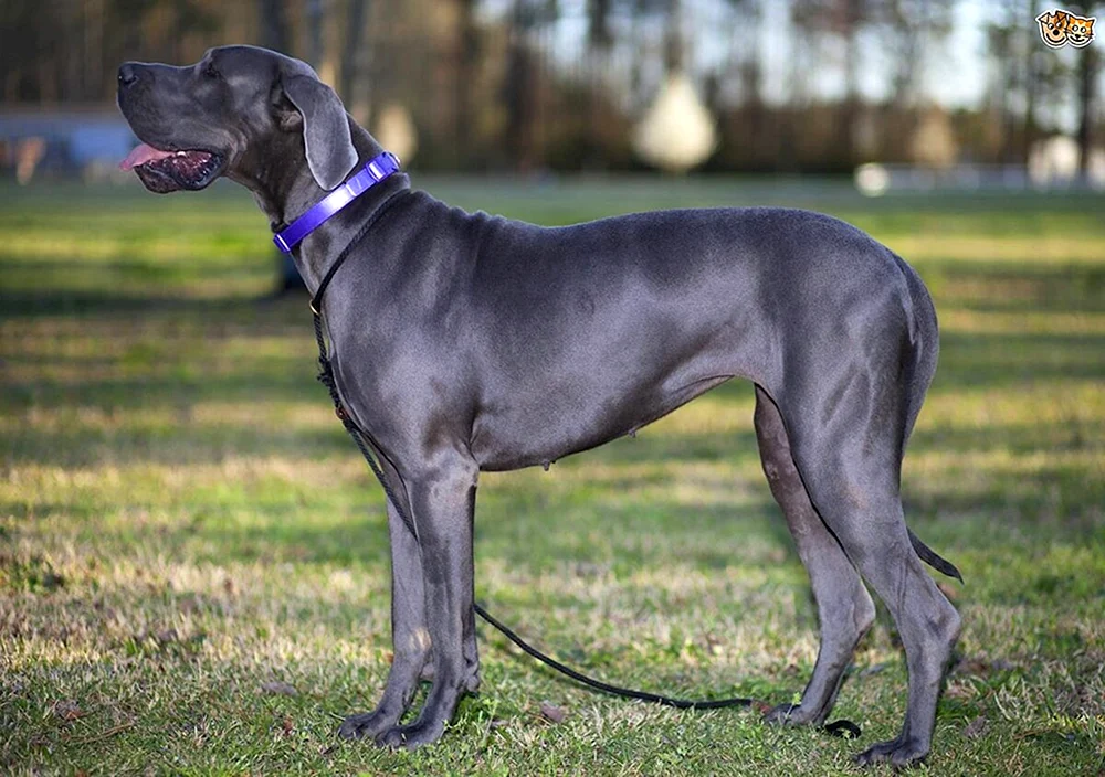 Hunde Deutsche Hunderassen