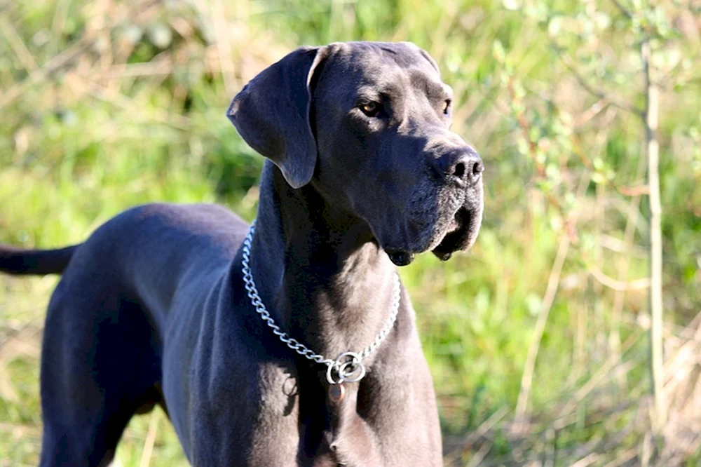Schwarzer Royal Dog Hund
