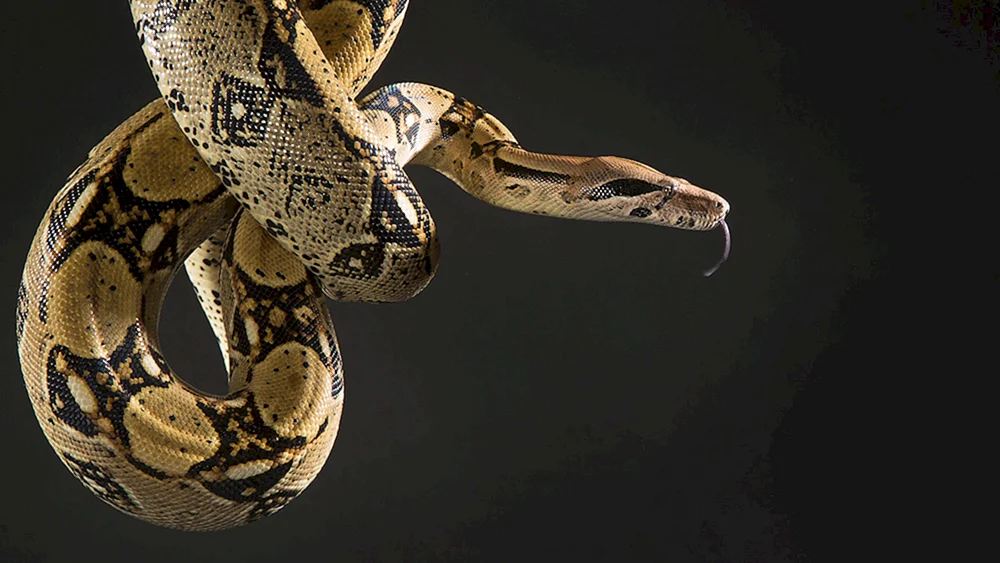 Boa constrictor