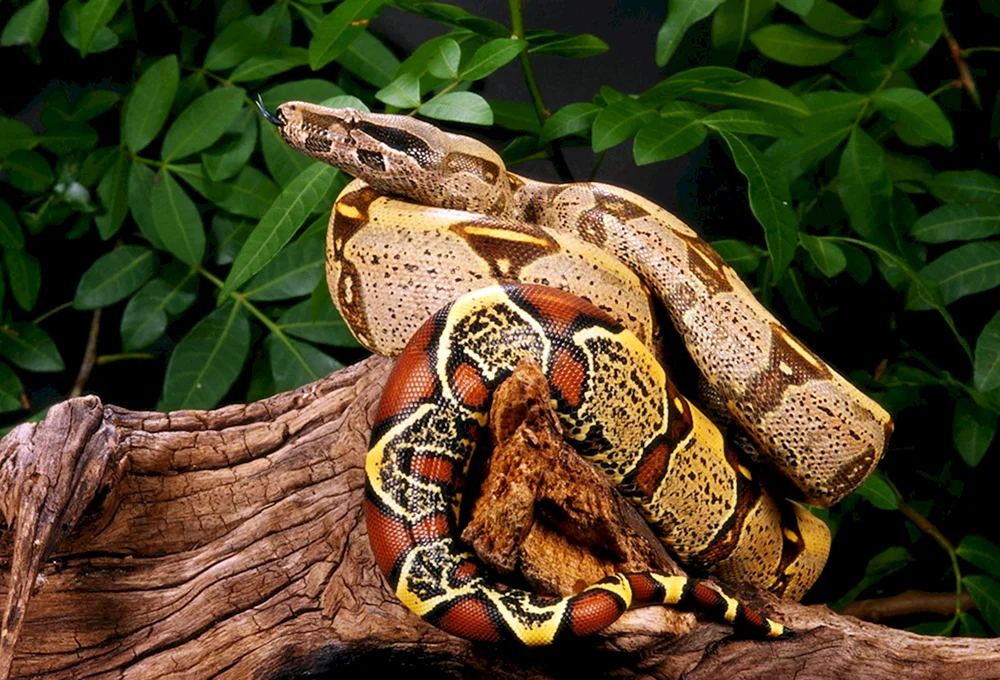 Boa constrictor