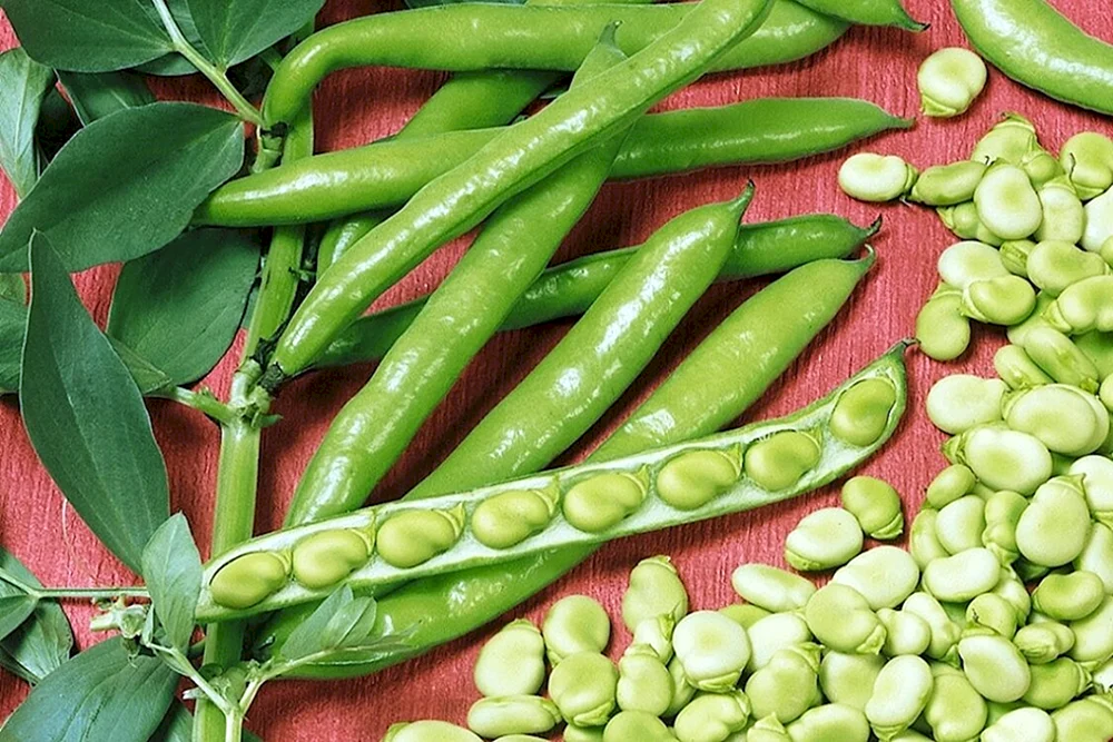 Grüne Erbsen 9 Erbsen