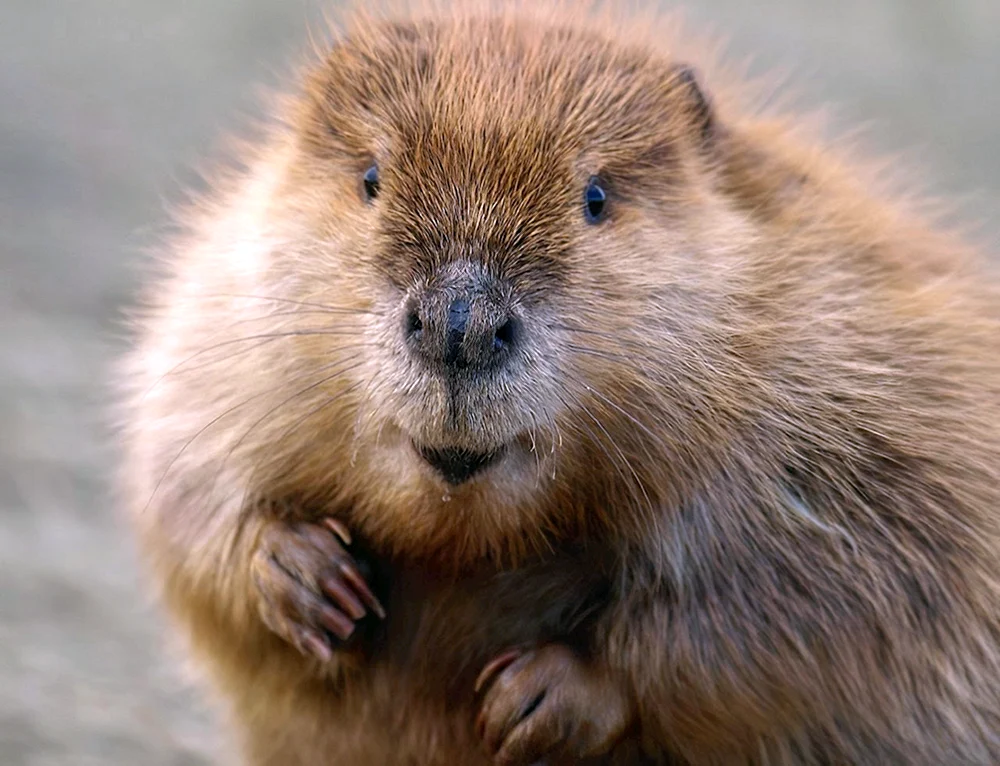 Nutria Bisamratte Biber