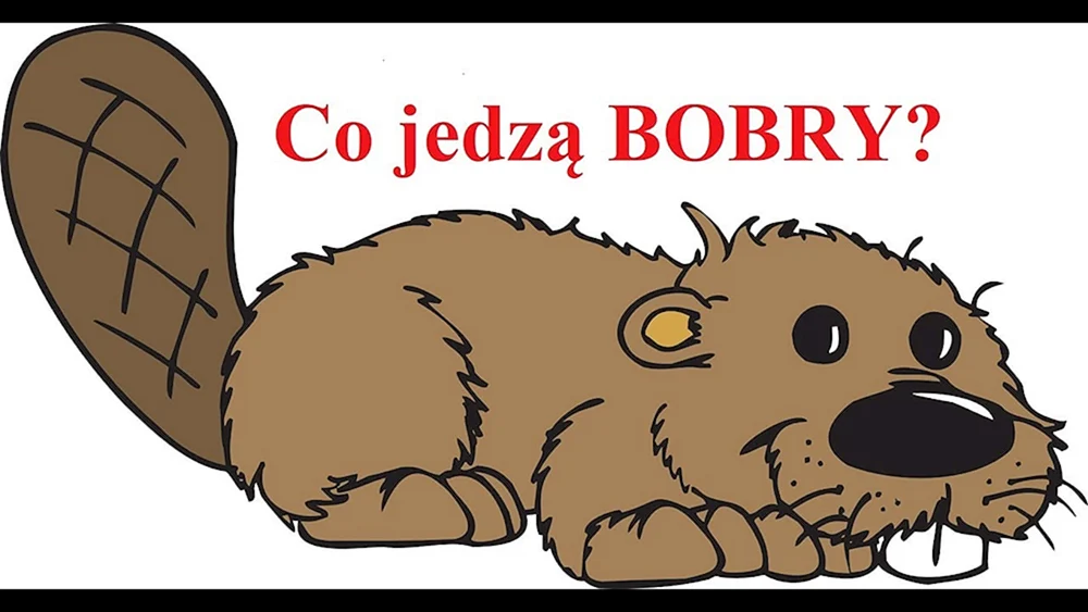Biber Zeichnung