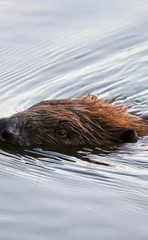Biber schwimmt