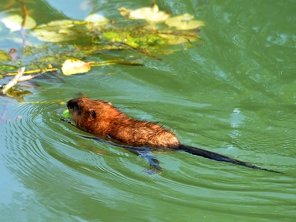 Biber schwimmend