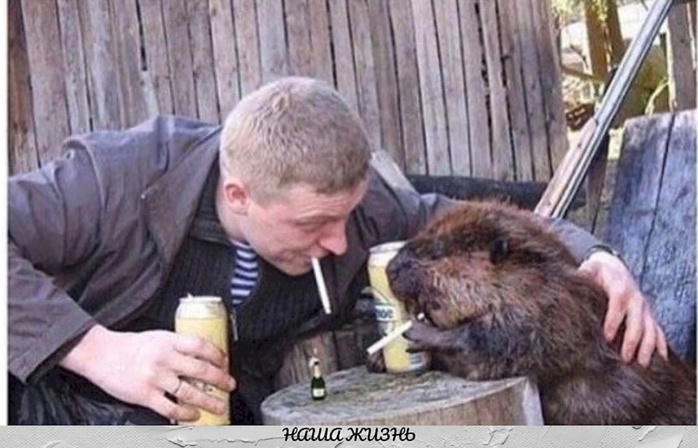 Biber Bisamratte Nutria