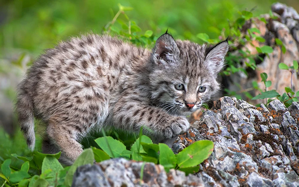Bobcat Bobcat