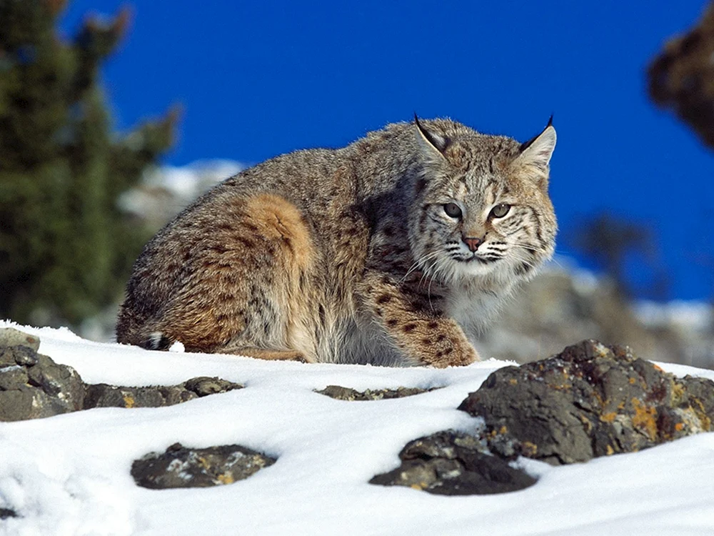 Manulus pallas cat