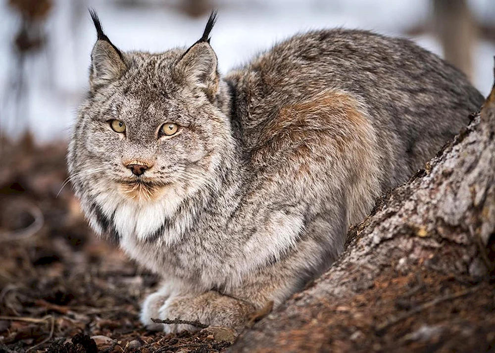 Bobcat Bobcat