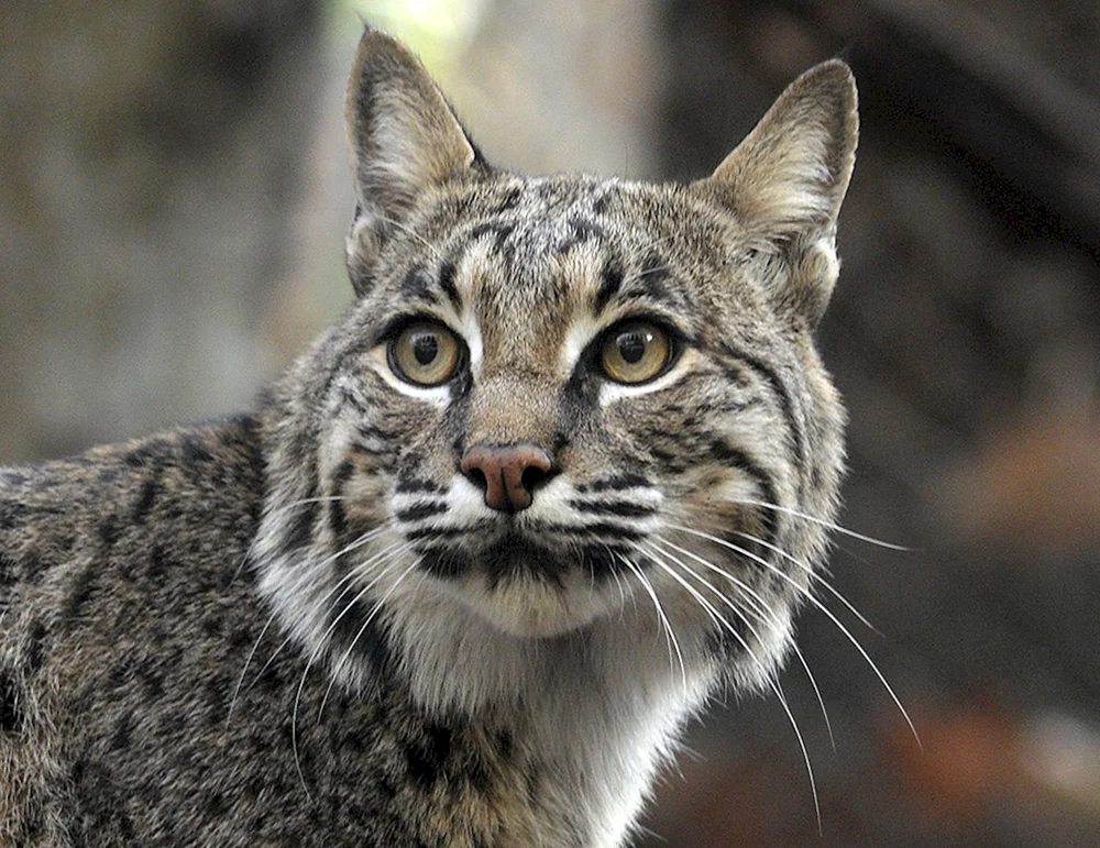 Kaukasische Waldkatze Felis Silvestris Caucasica