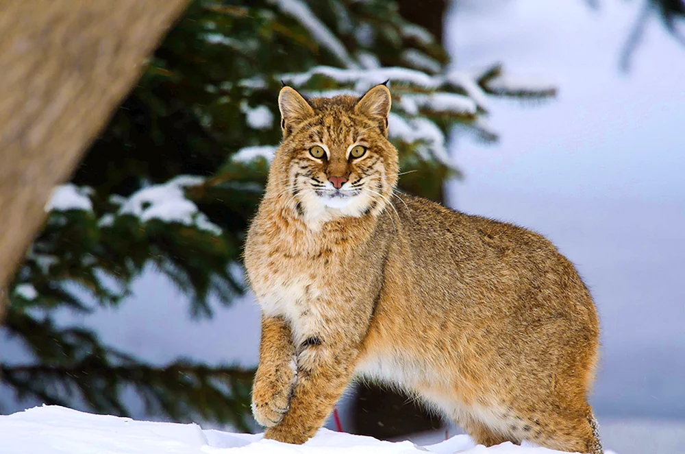 Luchs