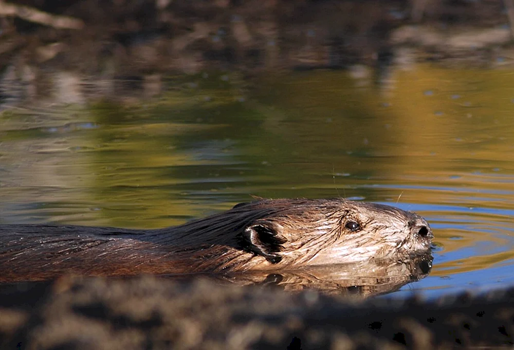 Biber im Wasser