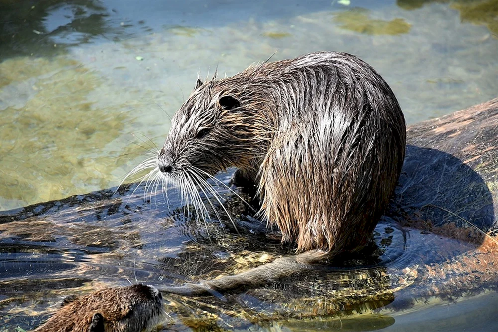 Biber ondatra otter