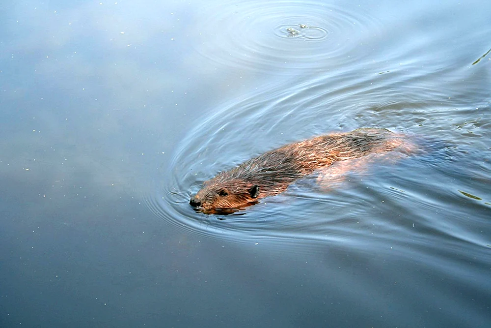 Biber schwimmt