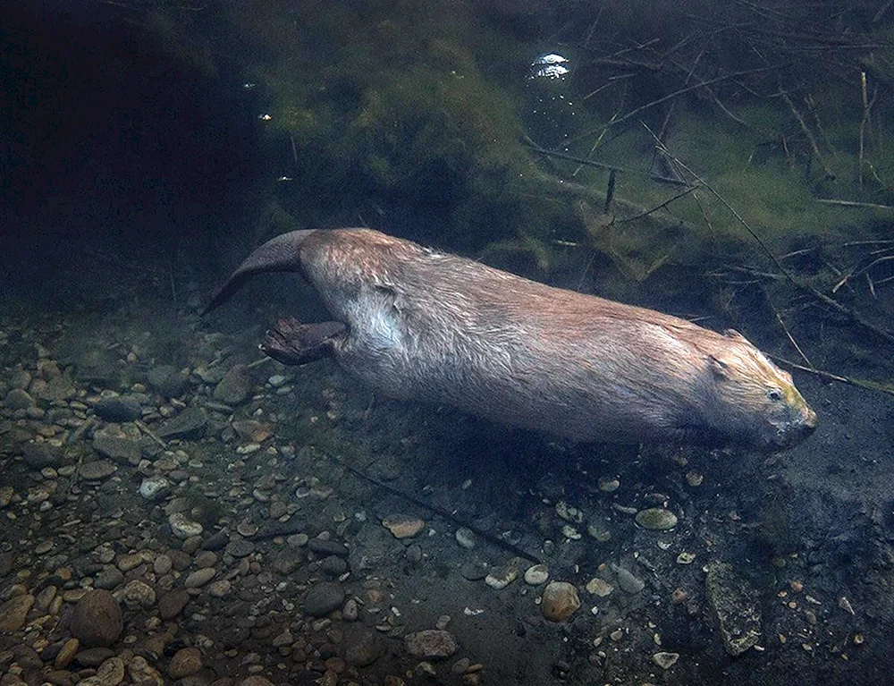 Biber schwimmt