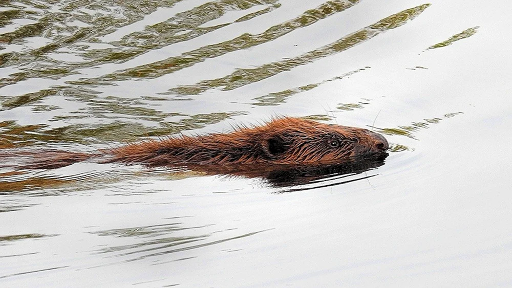 Biber ondatra otter