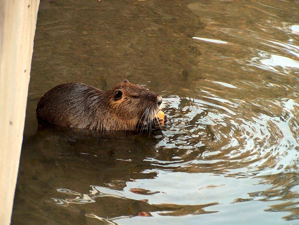 Biber unter Wasser