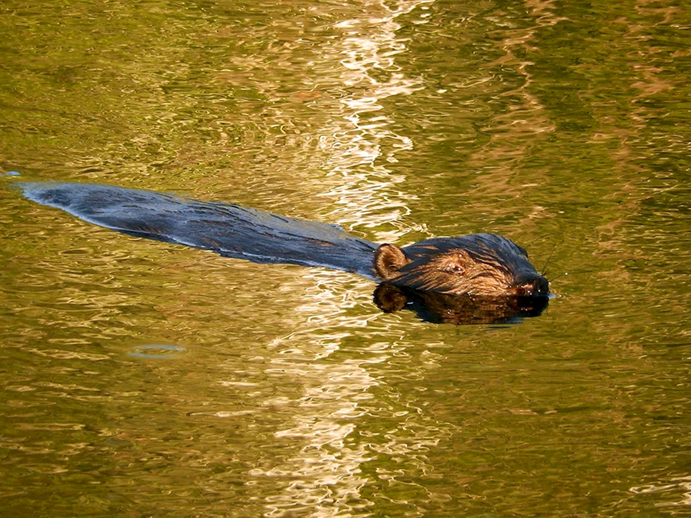 Kanadischer Biber Castor canadensis