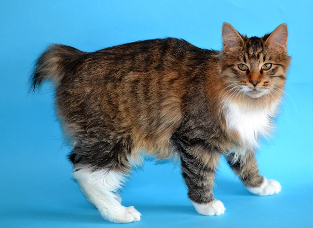 Amerikanische Bobtail Katze
