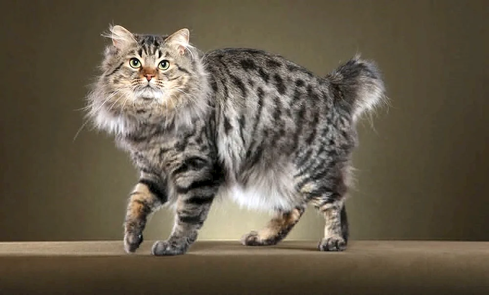 Kurilianische Bobtail-Katze