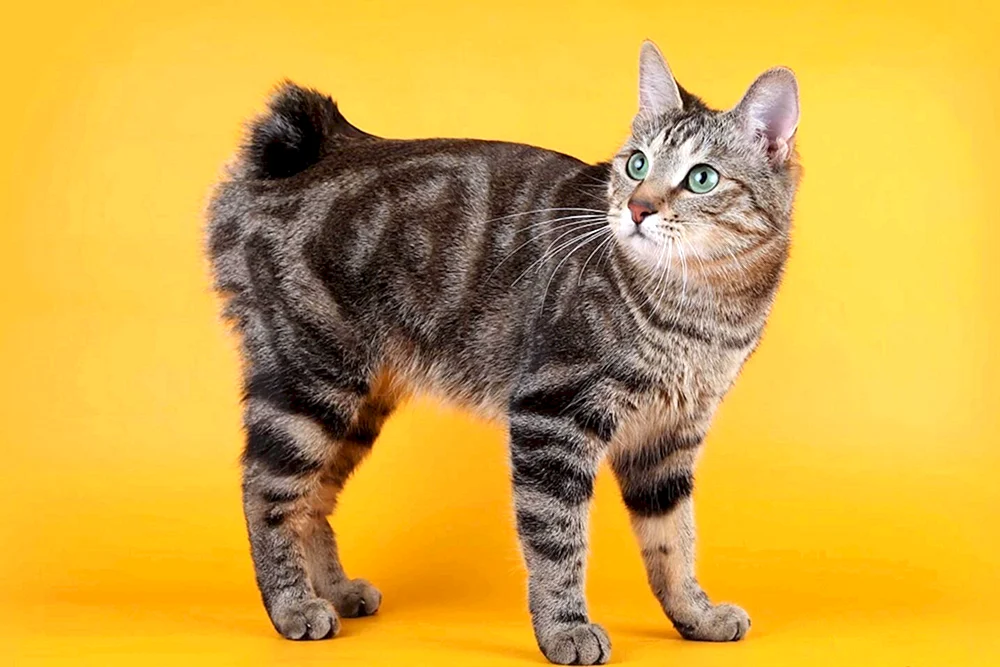 Kurilianische Bobtail-Katze